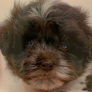 Meet your Posher, Lucy